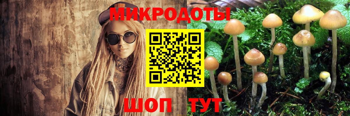 Галлюциногенные грибы Psilocybine cubensis Новороссийск